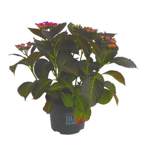 Jardin en douceur:Hortensia à grandes fleurs Black Diamond en pot de 5 litres