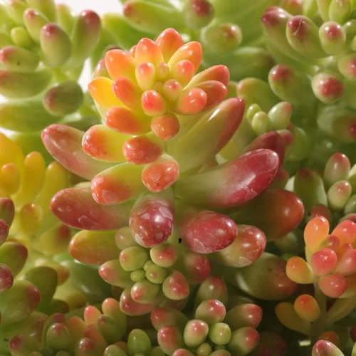 Jardin & déco:Sedum Collection - Le pot de 3 litres
