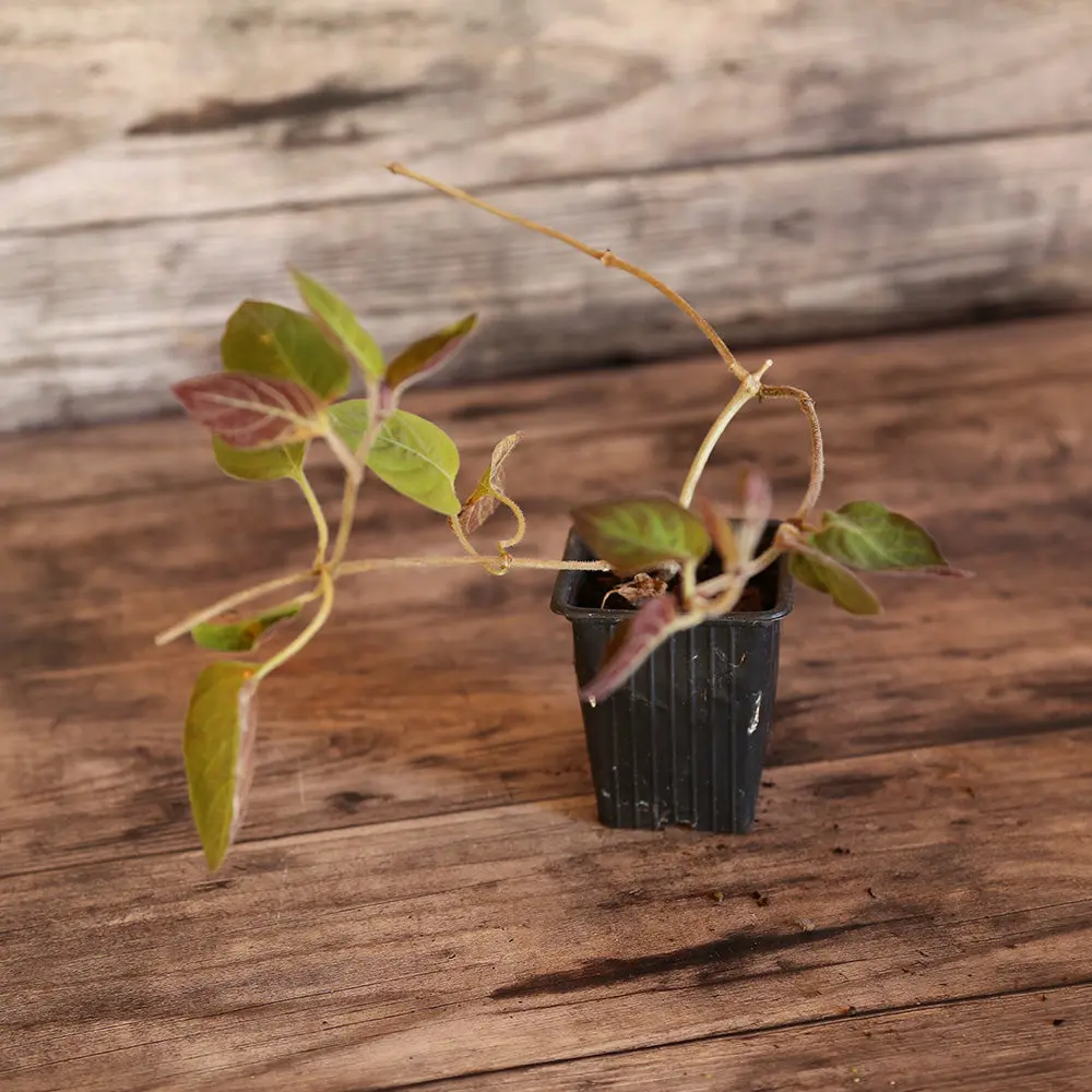 PLANTE FROMAGE - PLANT
