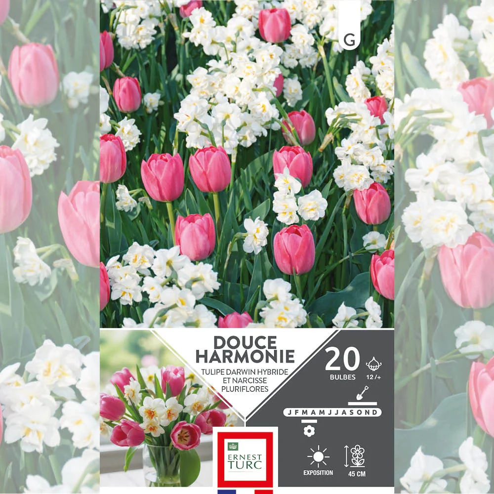 ASSORTIMENT DOUCE HARMONIE - TULIPES & NARCISSES