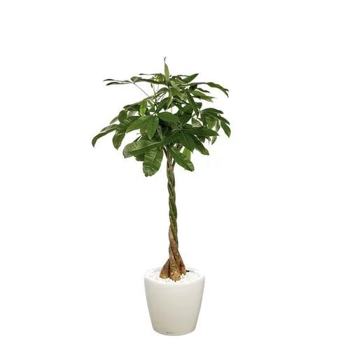 Confort nature:Pachira et son pot Classico premium Ø 35 blanc