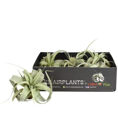 Jardin tout terrain:Tillandsia xerographica vert 10 cm
