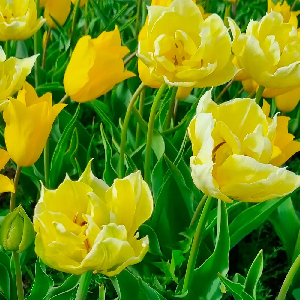 TULIPE YELLOW MIX AB