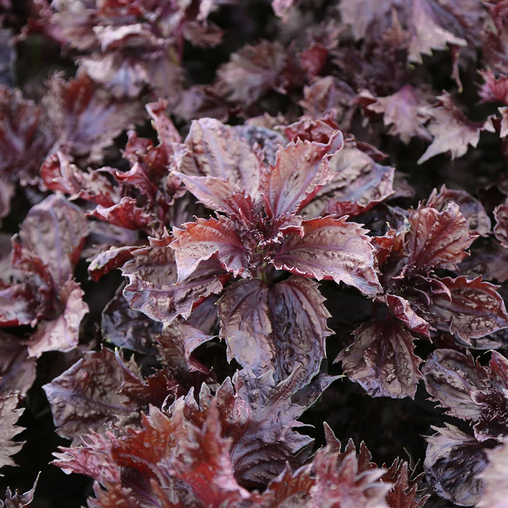 PERILLA ROUGE OU SHISO AB
