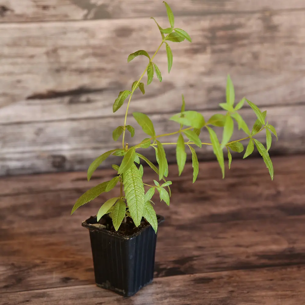 VERVEINE CITRONNELLE AB - PLANT