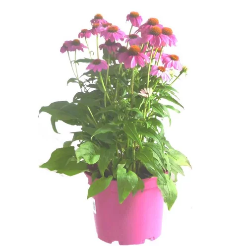 Malin extérieur:Echinacea Purpurea Powwow Wild Berry ' - Le pot de 2 litres