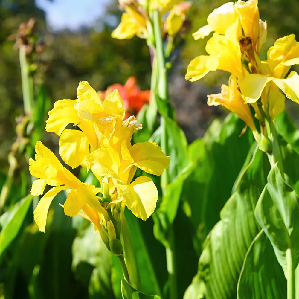 CANNA HAUT PANAMA