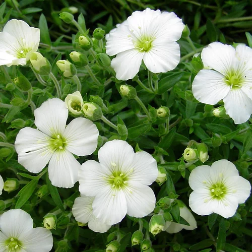 Pour vos besoins extérieurs:Arenaria. Le pot de 13 cm