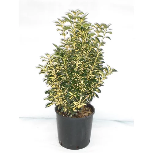 Solution au jardin:Euonymus Japonicus Aureopictus jaune 50/60 cm en pot de 10 L