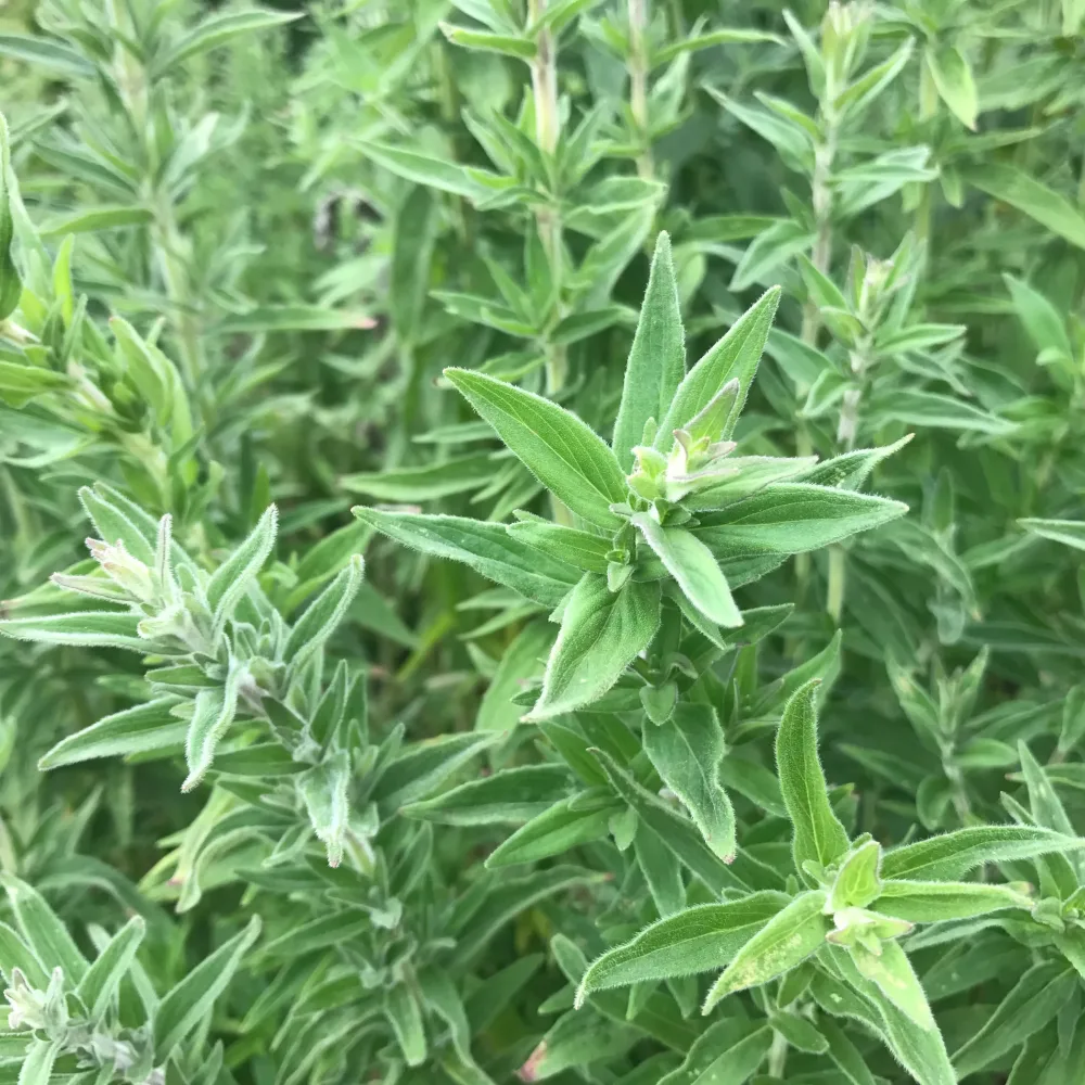 MENTHE GLACIALE DES MONTAGNES NT - ANTIGASPI