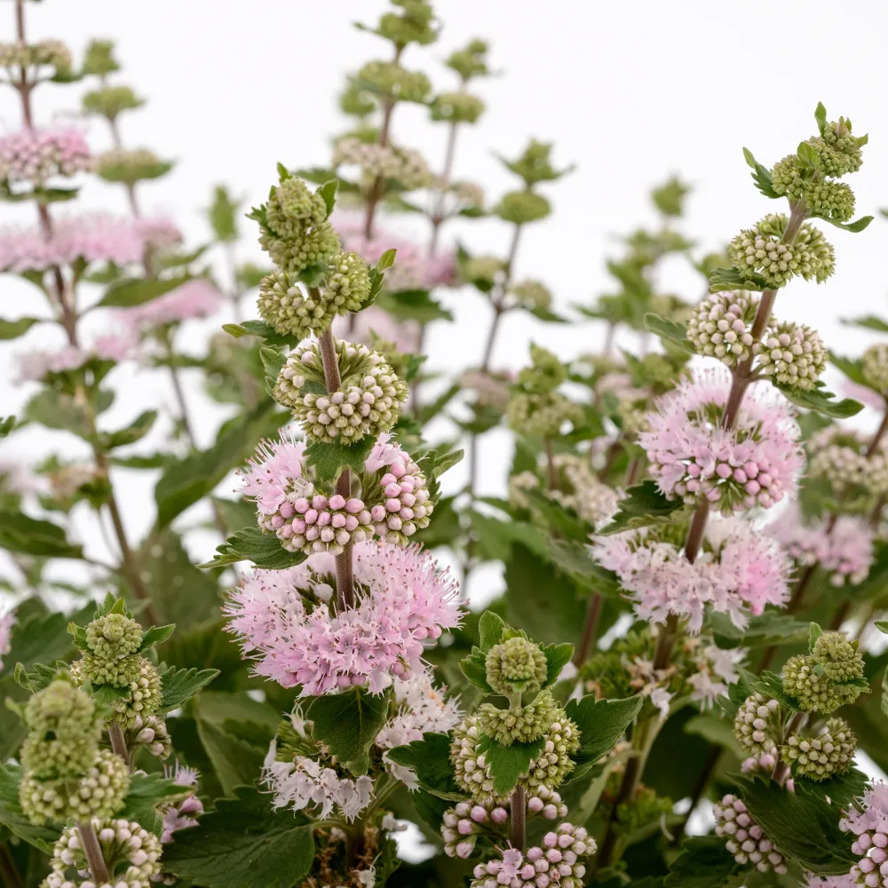 Caryopteris Camara® Pink Caryopteris x clandonensis Camara® Pink