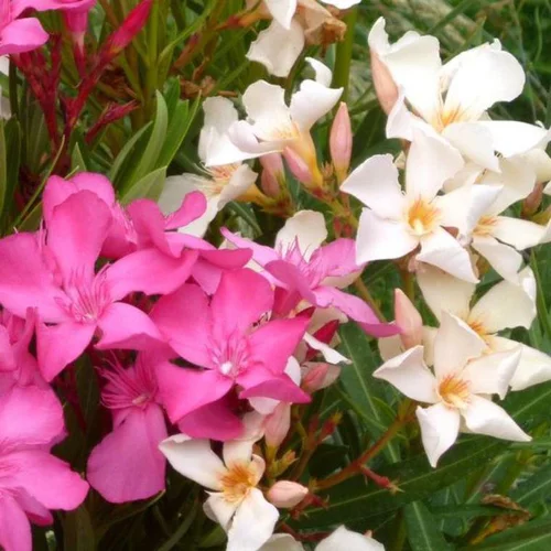 Une touche extérieure：Laurier rose Tricolor (Nerium Oleander) 55/65. Le pot de 25 litres