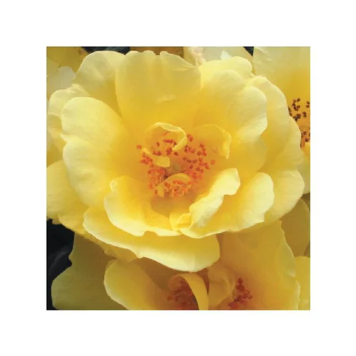 Simple pour le jardin:Rosier Suneva - Pot bleu de 5L
