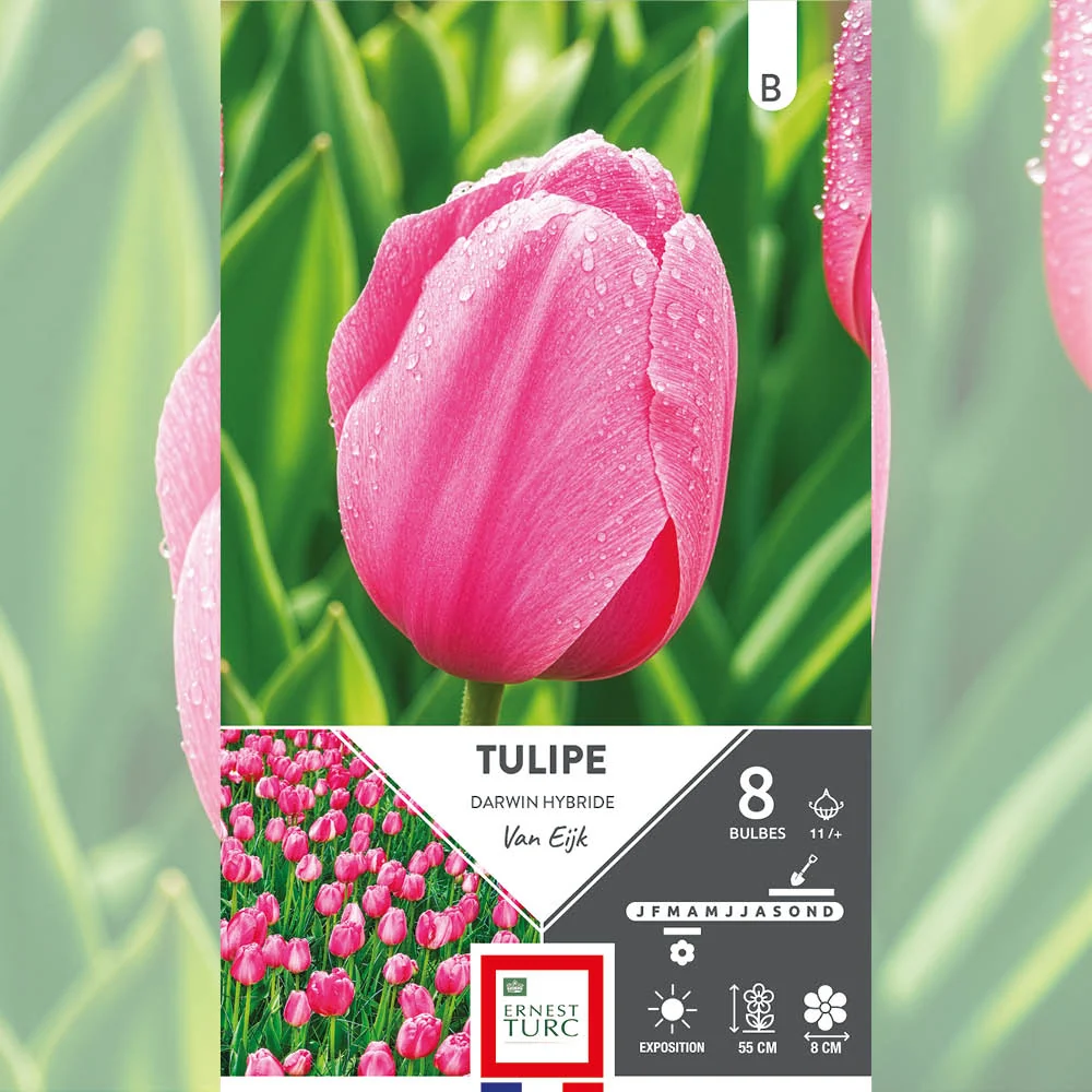 TULIPE DARWIN HYBRIDE VAN EIJK