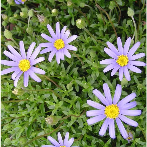 Pour un extérieur agréable:Agathéa (Aster du Cap, Marguerite du Cap) à fleurs bleues - Le pot de 0,5 litre