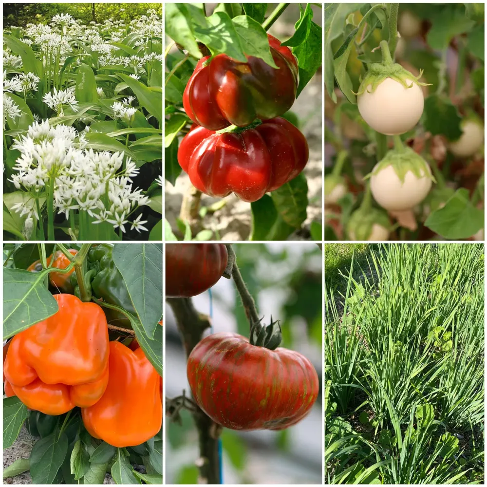 SÉLECTION "CARRE POTAGER GOURMAND"