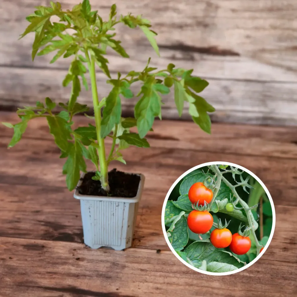 TOMATE CERISE AB - PLANT