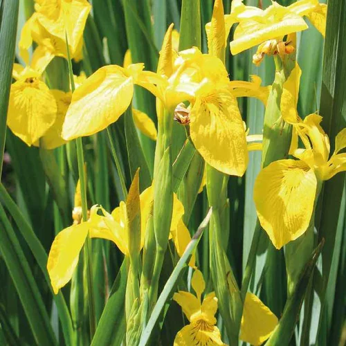 Le petit plus du jardin:Iris des marais godet 9x9 cm