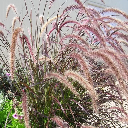 Jardin pratique:Herbe-aux-écouvillons rubrum rouge en pot de 2 L