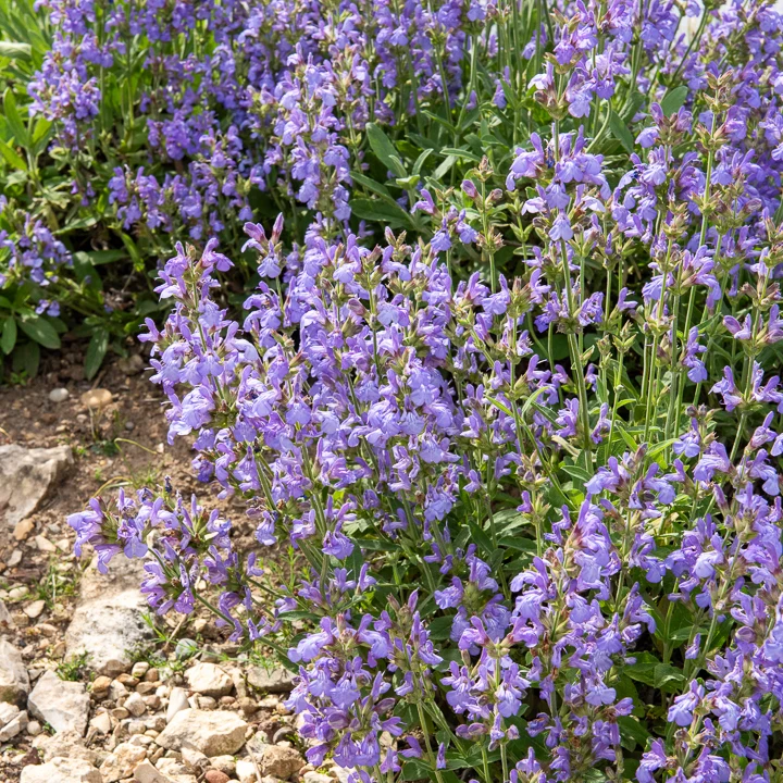Sauge à feuilles de lavande Salvia lavandulifolia
