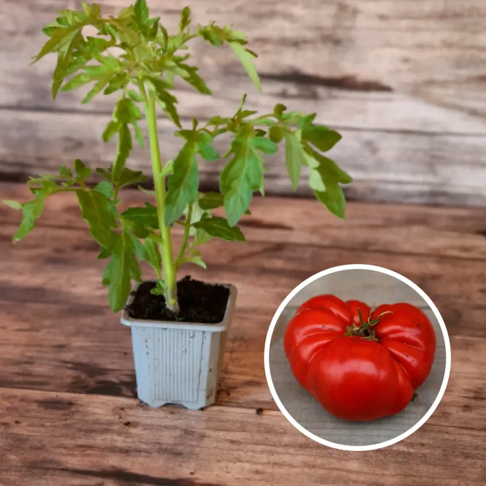 TOMATE BEEFSTEAK AB - PLANT
