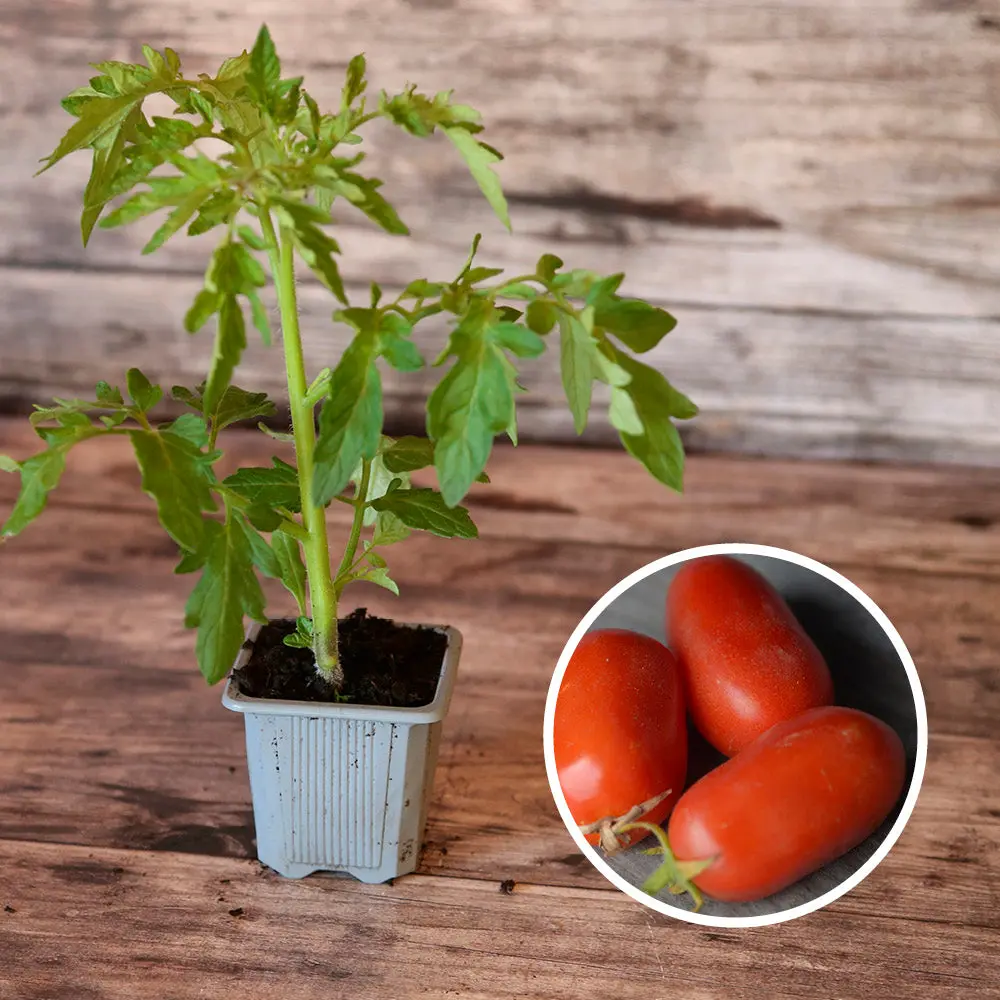 TOMATE ROMA AB - PLANT