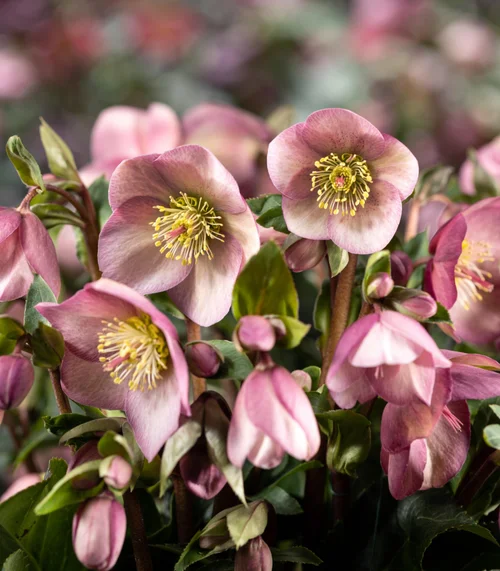 Un essentiel du jardin:Hellébore Hgc® Ice Breaker® Rosy - Le pot de 2 litres