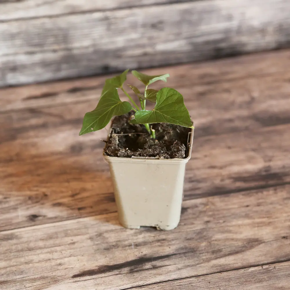PATATE DOUCE BEAUREGARD AB - AB - PLANT
