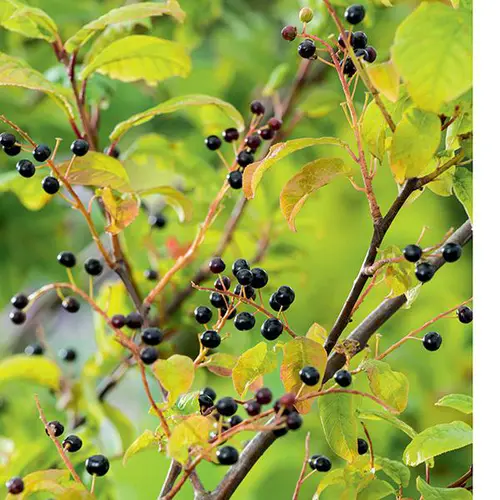 Jardin & nature:Cerisier à grappes (Prunus padus) ‘Watereri’ botanic® blanc. Le pot de 10 litres