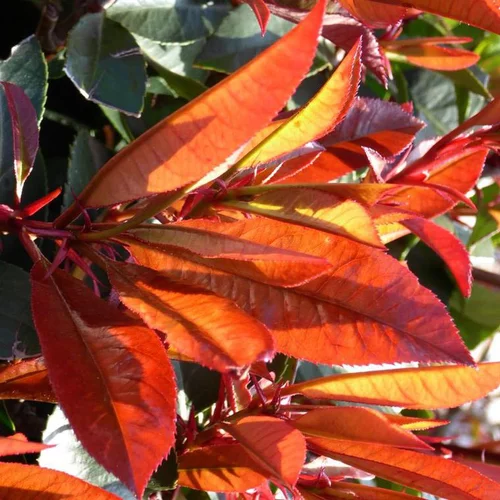 Pour tous jardins:Photinia Fraseri Red Robin 1/2 tige en pot de 18 L rouge