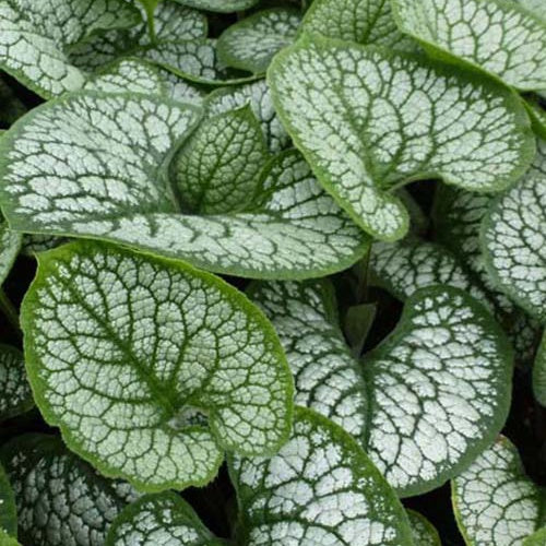 Myosotis du Caucase Sea Heart Brunnera macrophylla sea heart