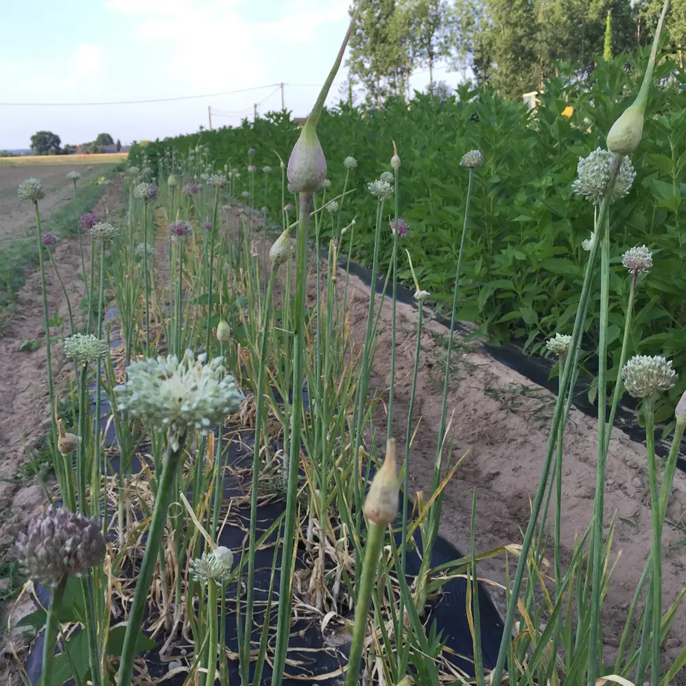 POIREAU PERPETUEL AB - LOT DE 5 BULBILLES