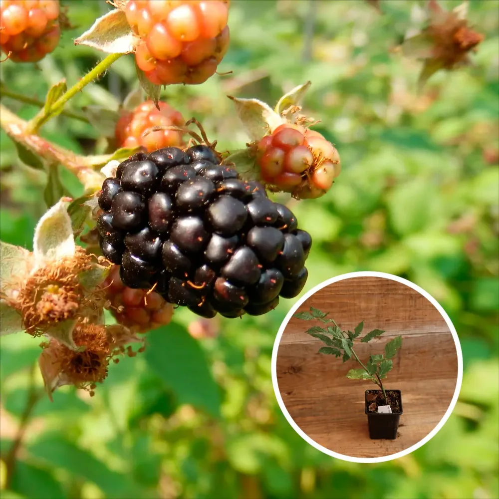 MÛRIER DARROW AB - PLANT