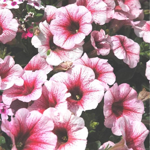 Jardin confort:Pétunia retombant - La coupe de Ø 25 cm