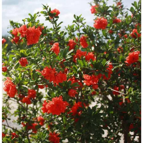 Jardin pratique:Grenadier à fleurs (Punica Granatum). Le pot de 110 litres