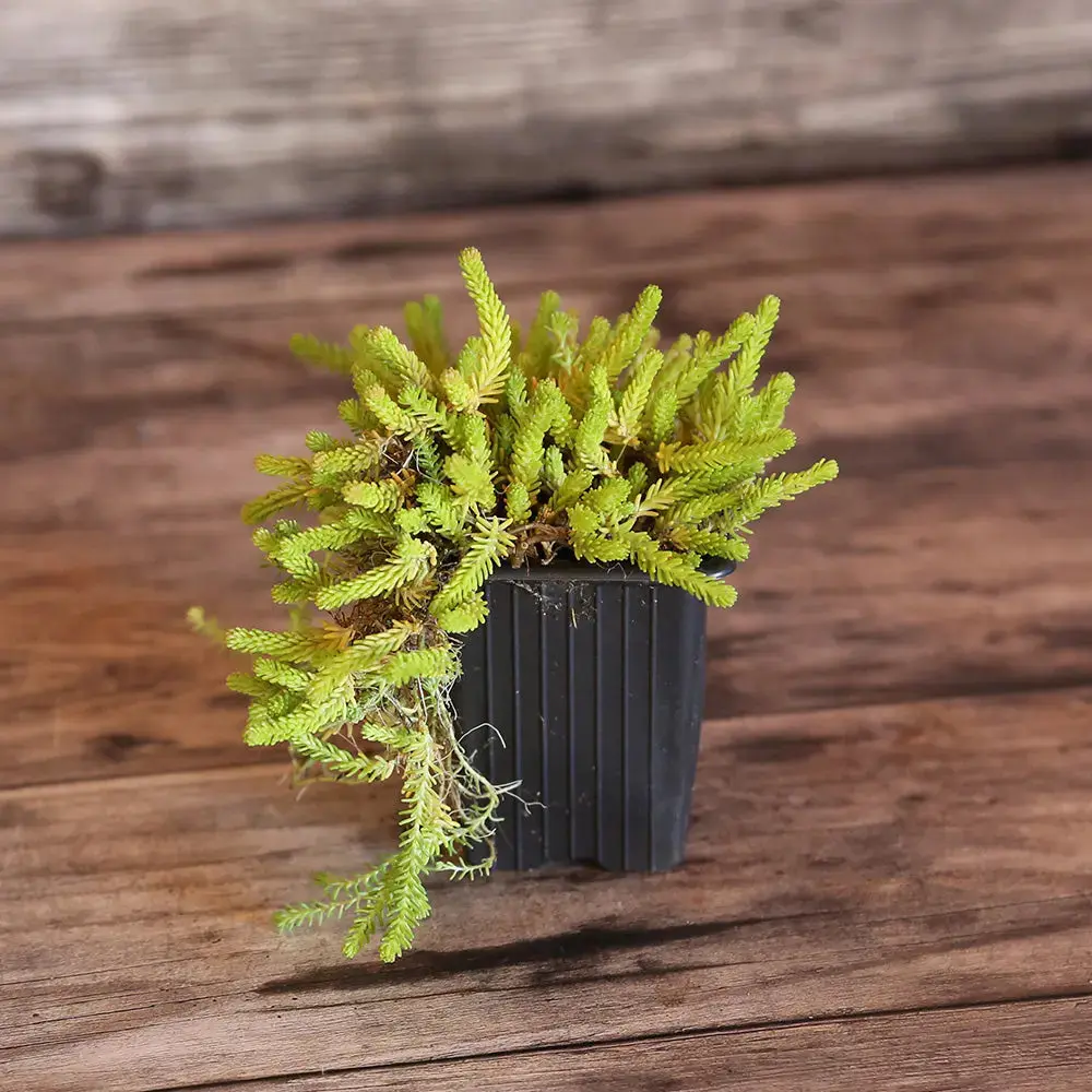 SEDUM ACRE POIVRE DES MURAILLES AB - PLANT