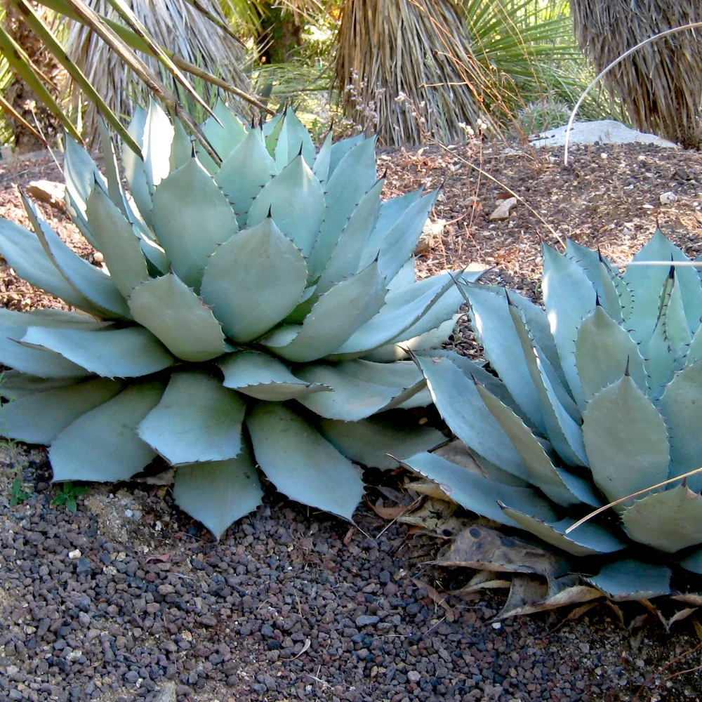 Agave de Parry Agave Parryi