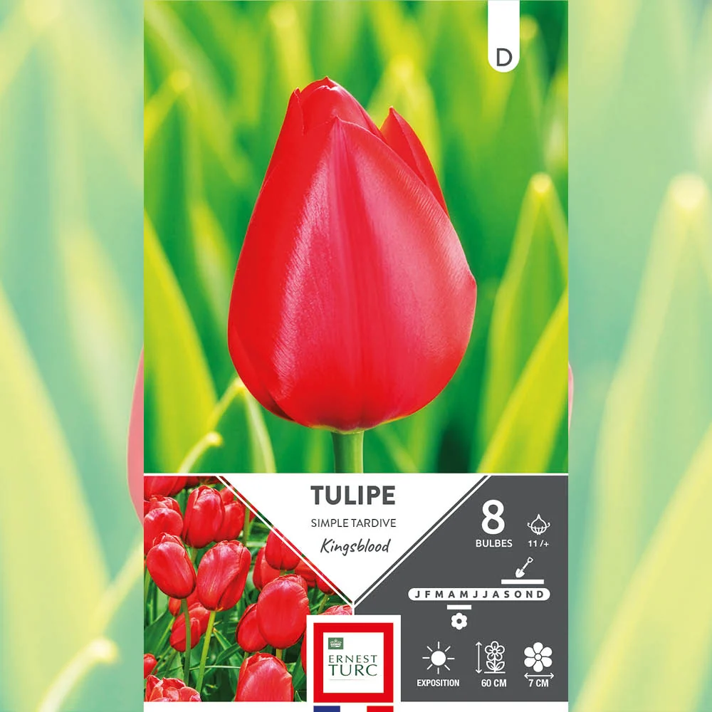 TULIPE SIMPLE TARDIVE KINGSBLOOD