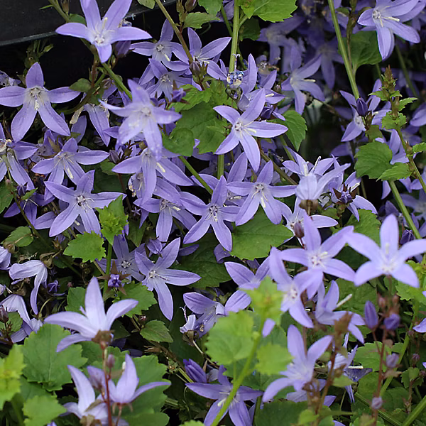 6 x Campanule des murets – Campanula poscharskyana, godet 9cm x 9cm