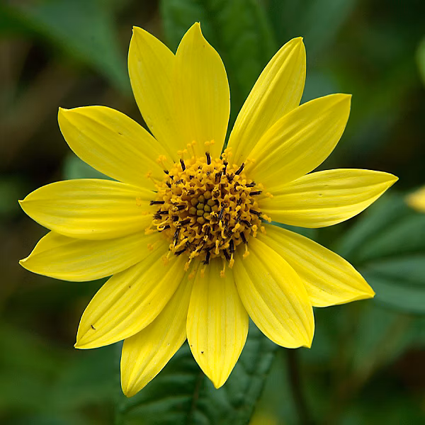 6 x Soleil vivace 'Lemon Queen' – Helianthus 'Lemon Queen', godet 9cm x 9cm