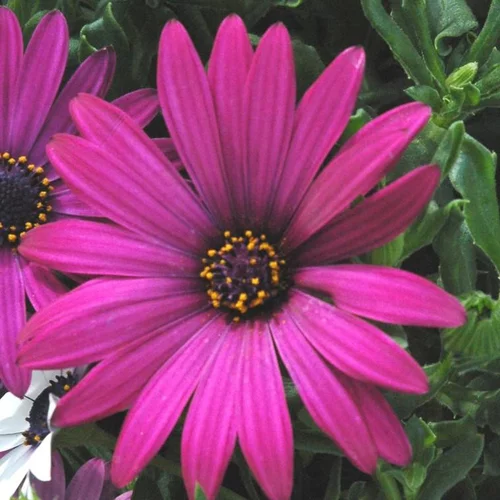 Maison & jardin:Ostéospermum dimorphothéca - La jardinière de 50 cm