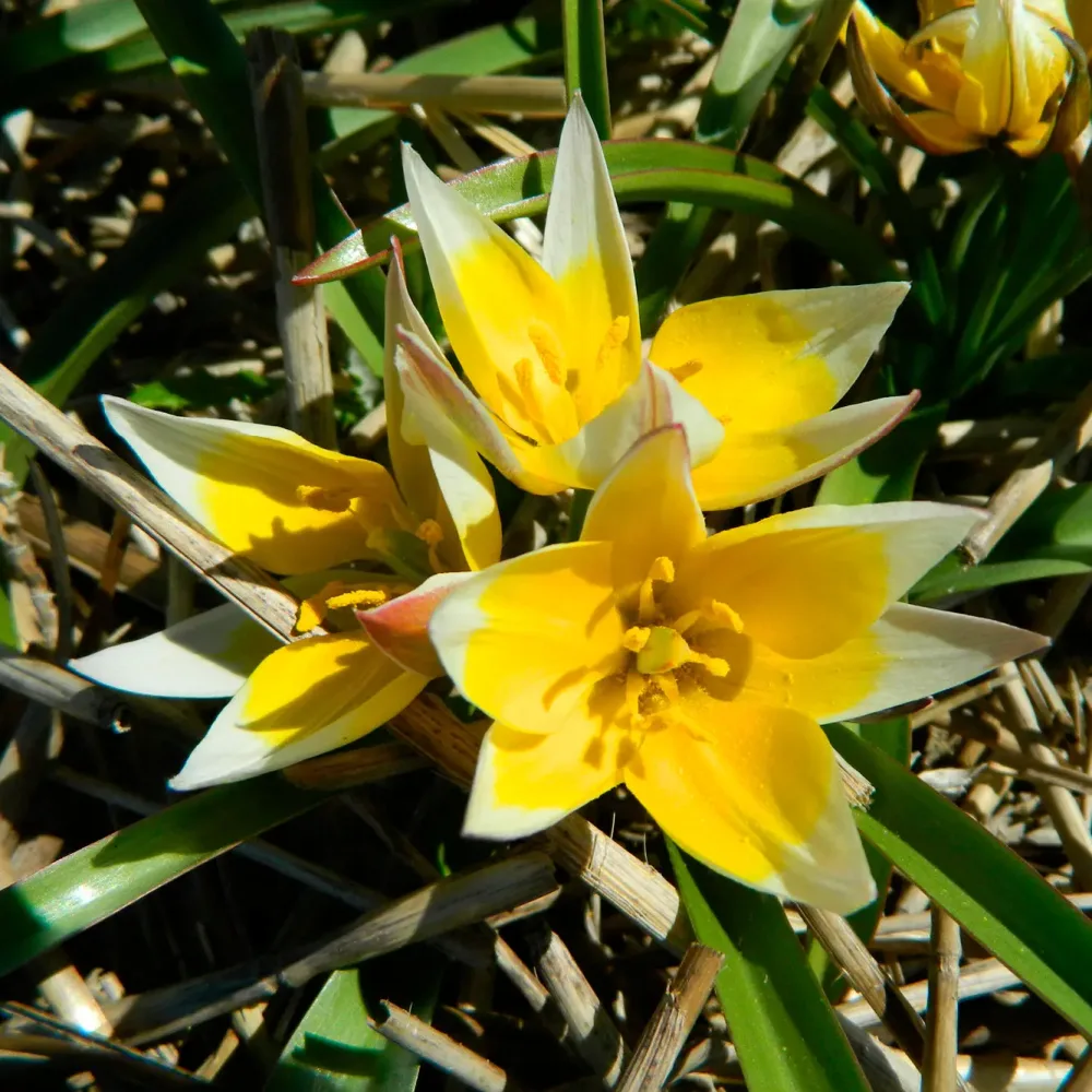 TULIPE TARDA AB