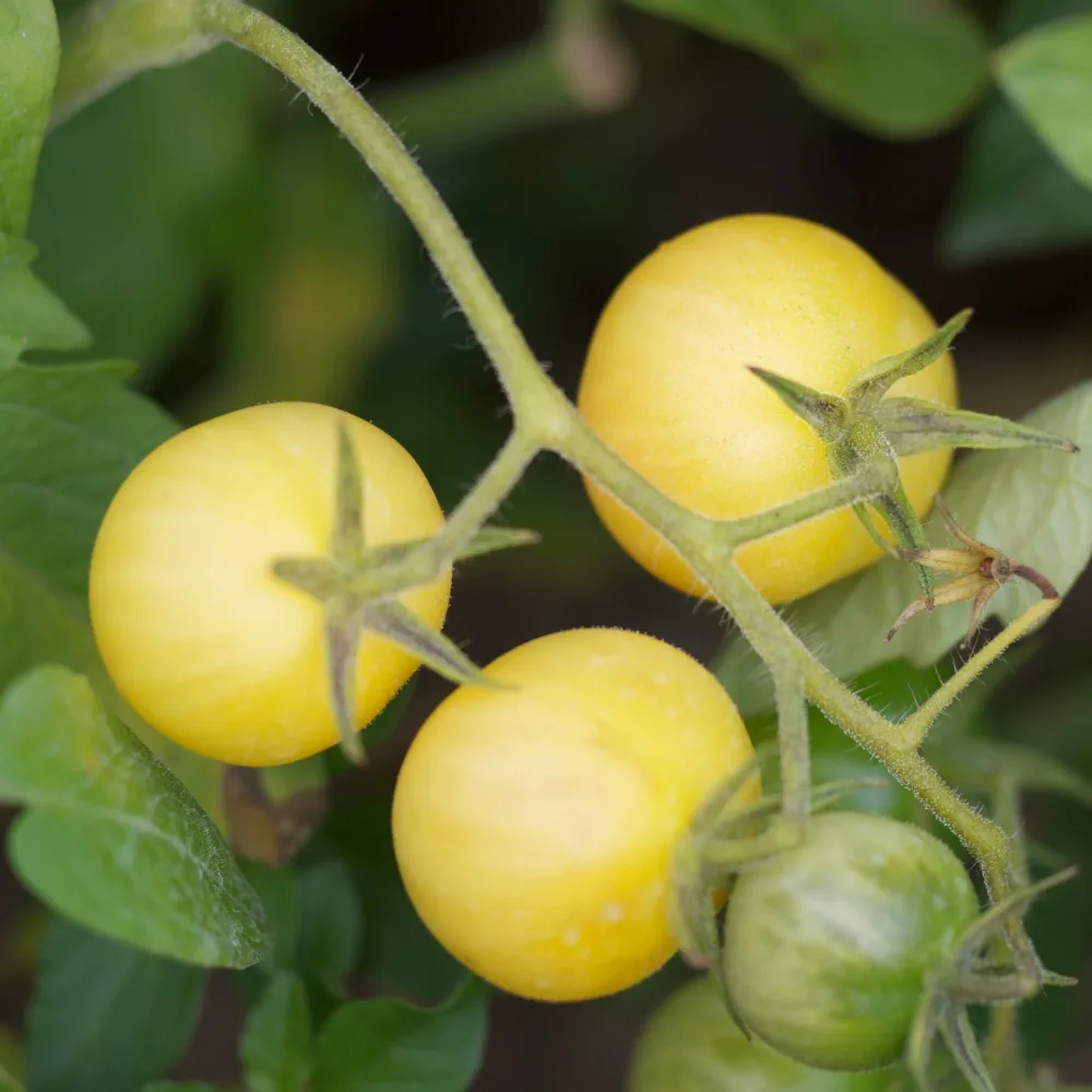 TOMATE MIRABELLE BLANCHE AB