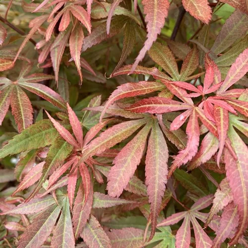 Fonctionnel au jardin:Érable du Japon Skeeters Broom rouge. Le pot de 3 litres