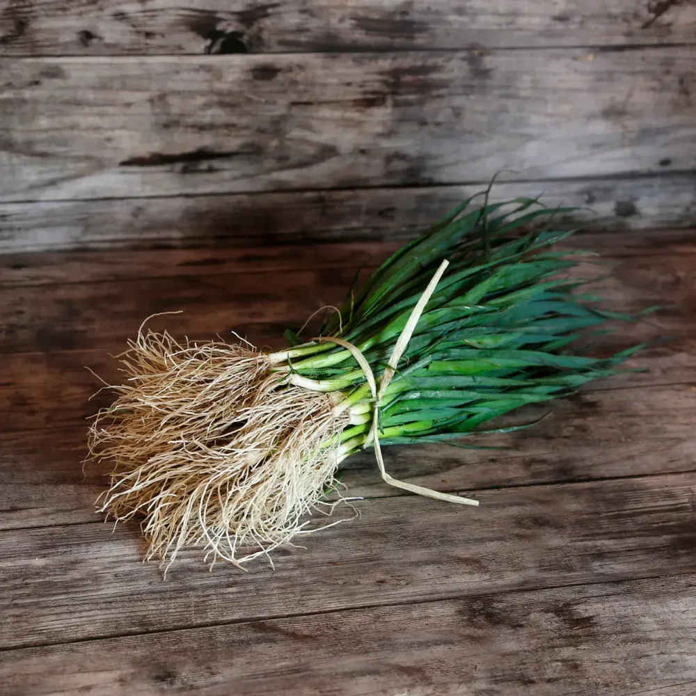 POIREAU BLEU DE SOLAISE AB - (Botte de 25 plants)