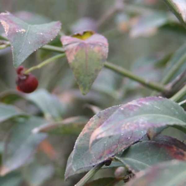 2 x Fusain ailé 'Compactus' – Euonymus alatus 'Compactus', 30-40 cm pot