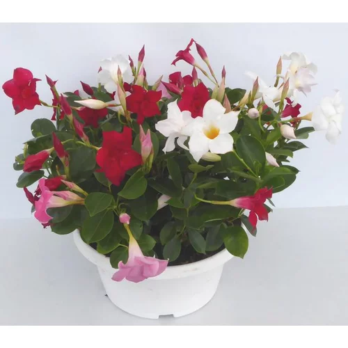 Jardin à découvrir:Dipladenia Duo - La coupe de 23 cm