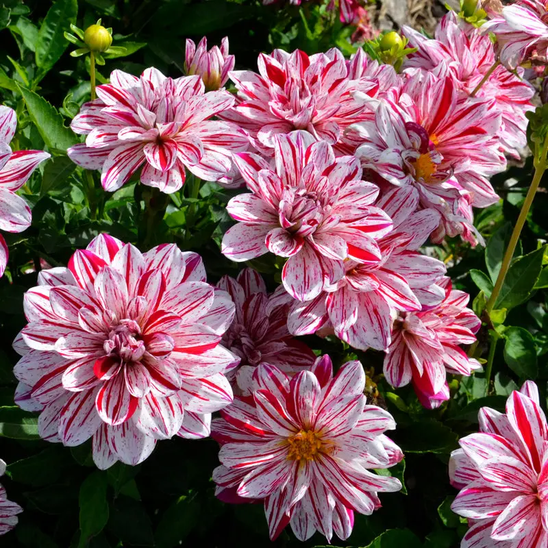 DAHLIA BUISSON NAIN PORTHOS