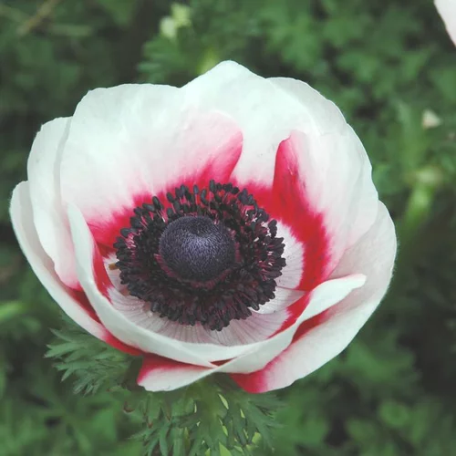 Utile dehors:Anemone de Caen - Le pot de 3 litres