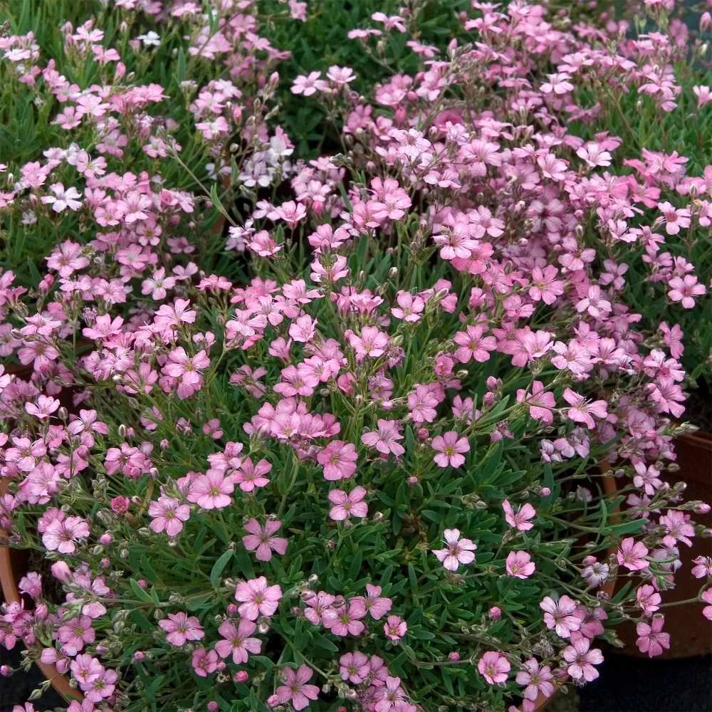 Gypsophile rampant Rosea Gypsophila repens Rosea
